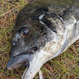クロダイ