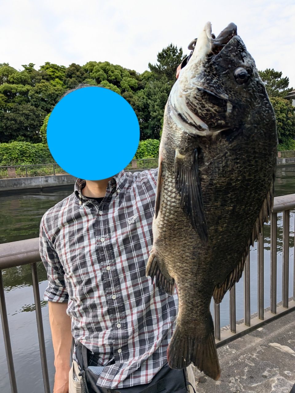 クロダイ