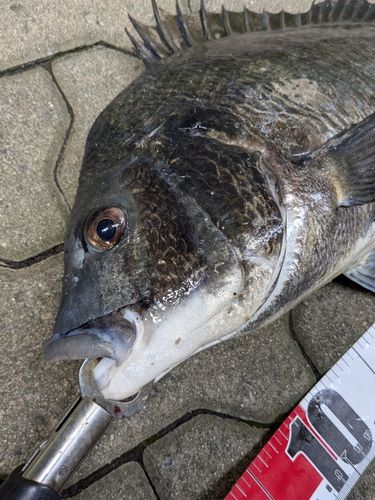 クロダイの釣果