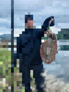 モンゴウイカの釣果