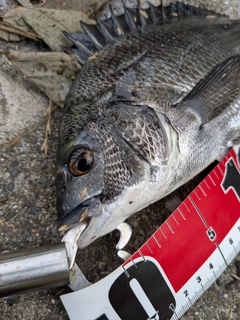 クロダイの釣果