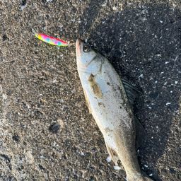 セイゴ（マルスズキ）