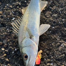 セイゴ（マルスズキ）