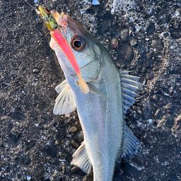 セイゴ（マルスズキ）