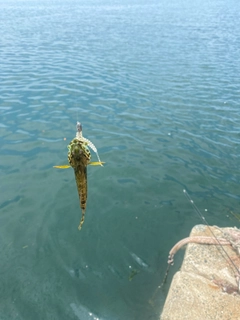 マハゼの釣果