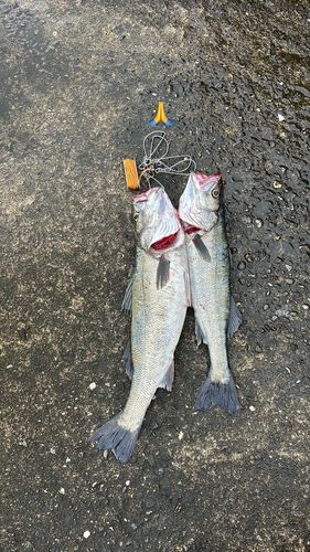 シーバスの釣果