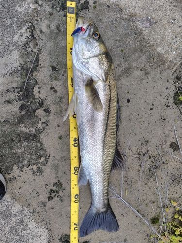 シーバスの釣果