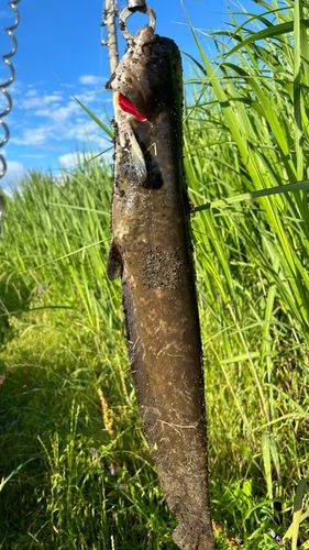 ナマズの釣果