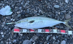ブリの釣果