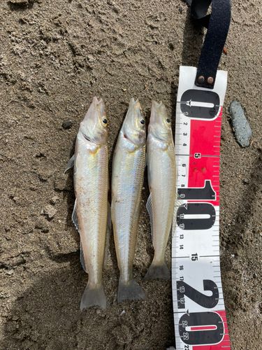 シロギスの釣果