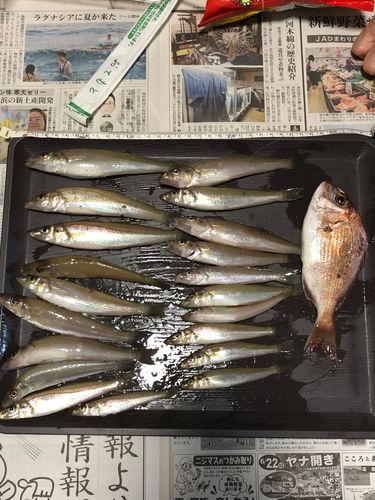 キスの釣果