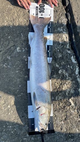 イトウの釣果