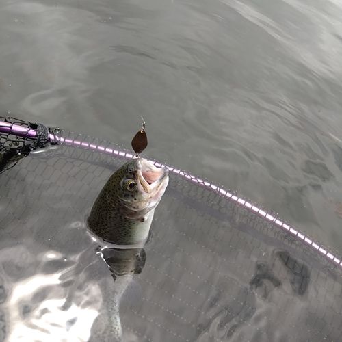 ニジマスの釣果
