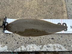 シタビラメの釣果