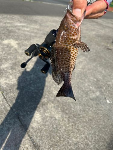 オオモンハタの釣果