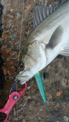 フッコ（マルスズキ）の釣果