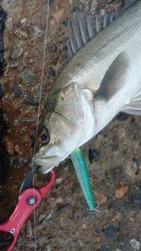 フッコ（マルスズキ）の釣果