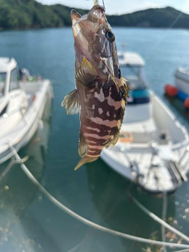 クエの釣果