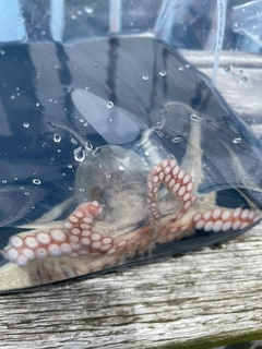 タコの釣果