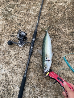 マサバの釣果