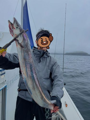 タチウオの釣果