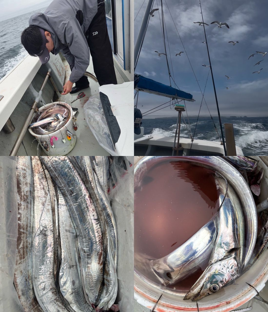 イカジロ–さんの釣果 3枚目の画像