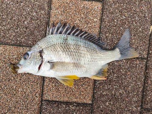 キビレの釣果