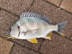 キビレの釣果