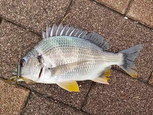 キビレの釣果
