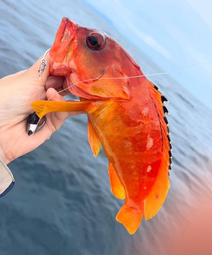 アカハタの釣果