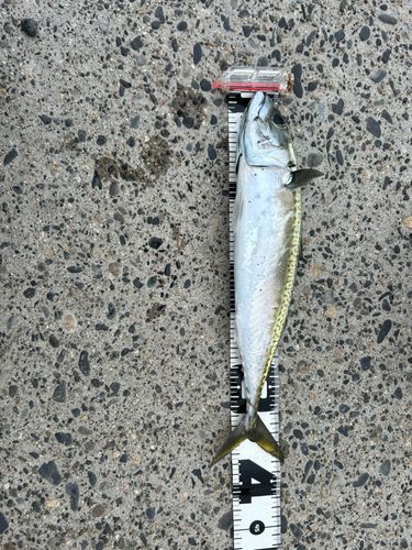 サバの釣果
