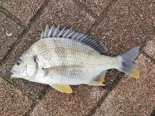 キビレの釣果