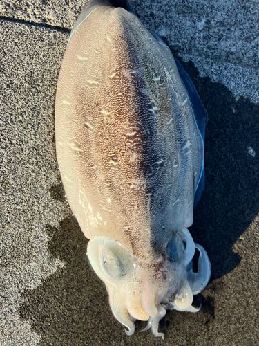 モンゴウイカの釣果