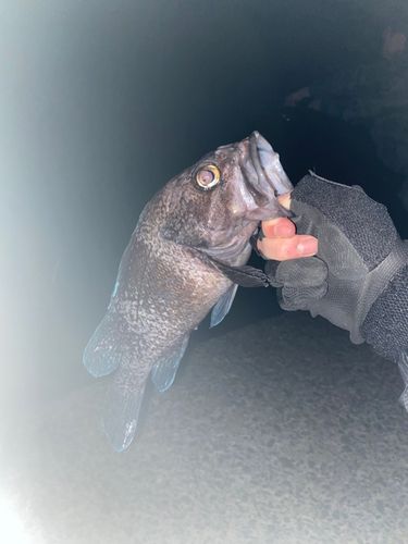 マゾイの釣果