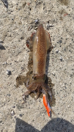 マメイカの釣果