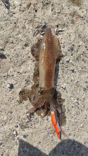 マメイカの釣果