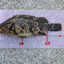 オウゴンムラソイ