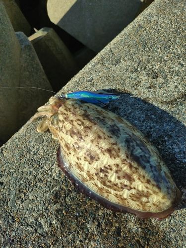 モンゴウイカの釣果