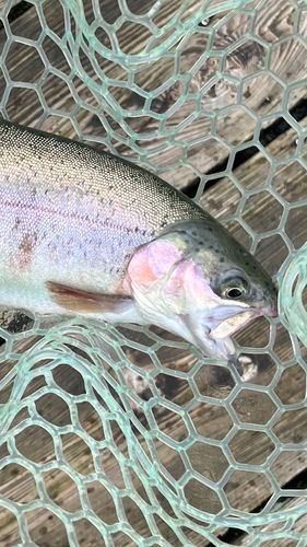 トラウトの釣果