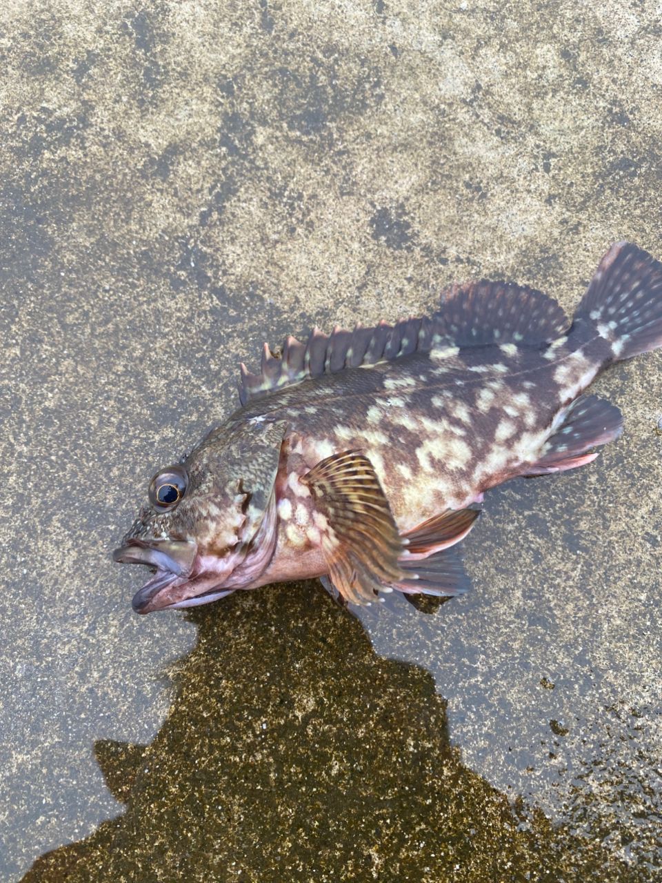 カサゴ