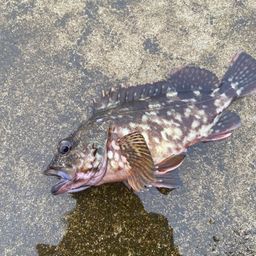 カサゴ