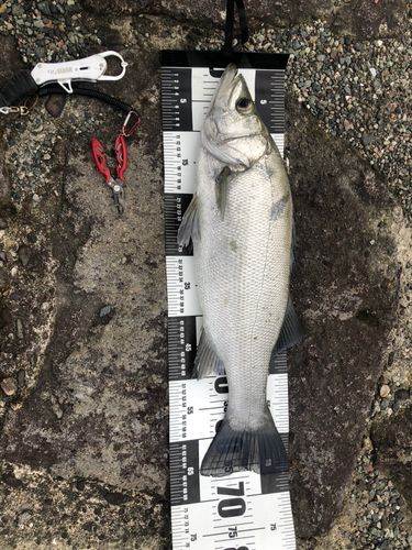 ヒラスズキの釣果