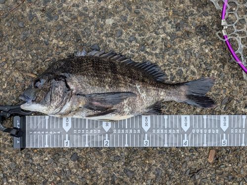 クロダイの釣果