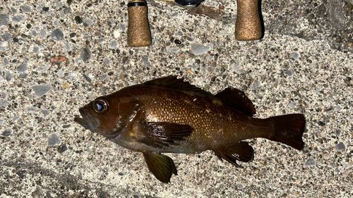 エゾメバルの釣果
