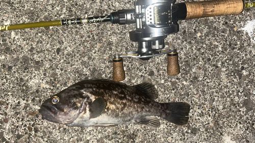 クロソイの釣果