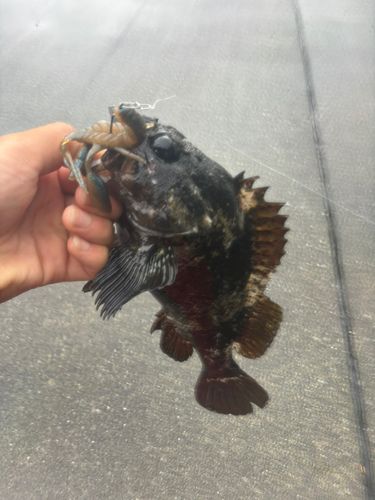 釣果