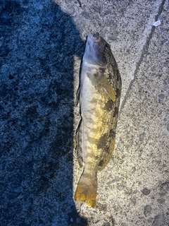 アイナメの釣果