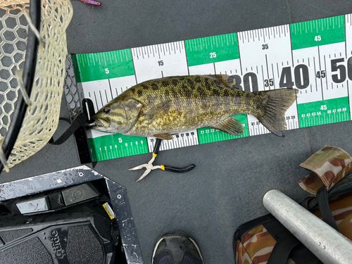 スモールマウスバスの釣果