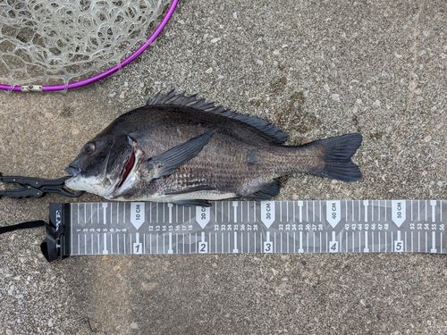 クロダイの釣果