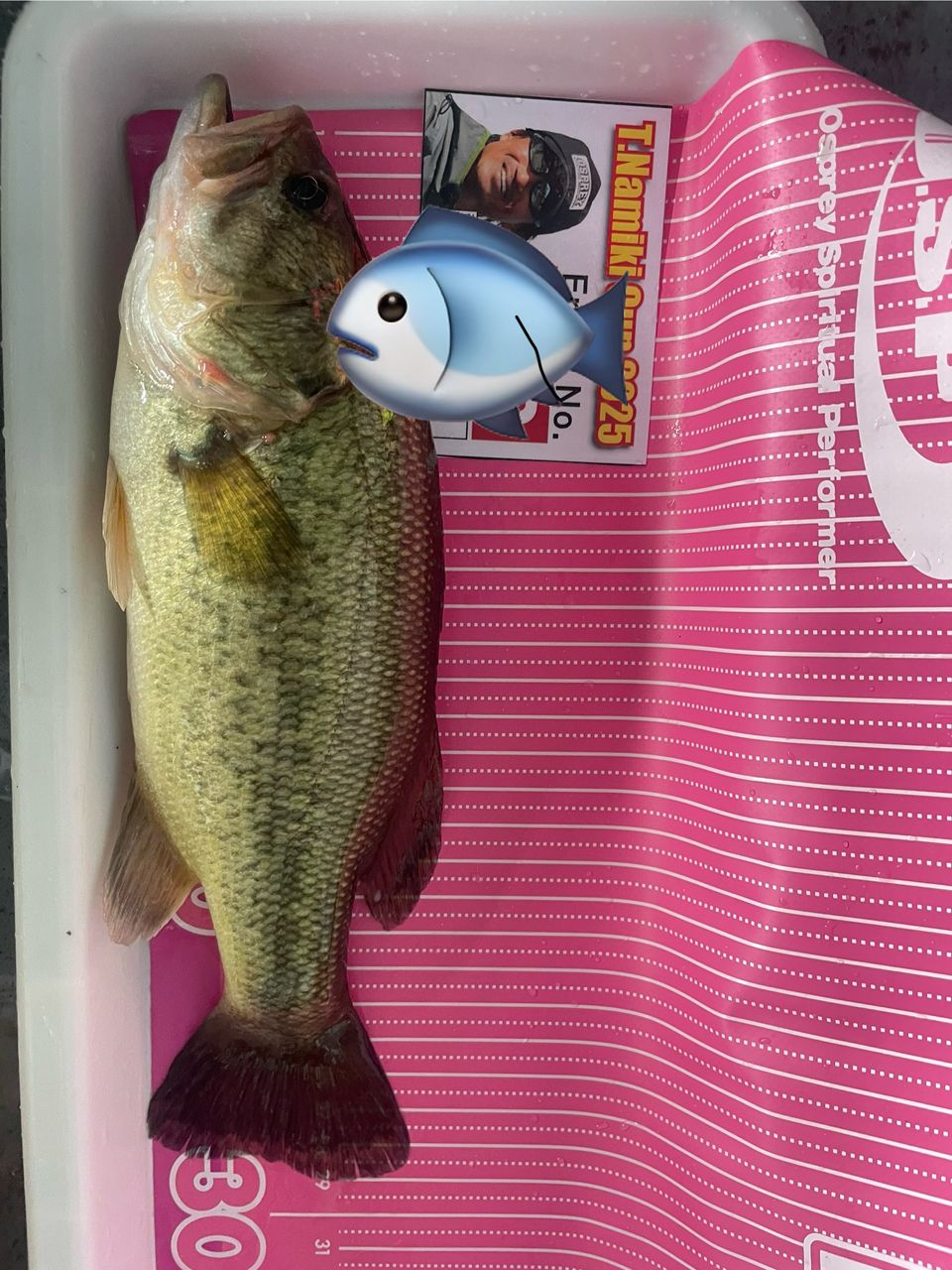 ラージマウスバス